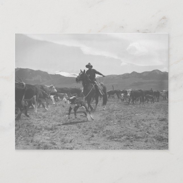 Cowboy roping a calf for spring branding. postcard (Front)