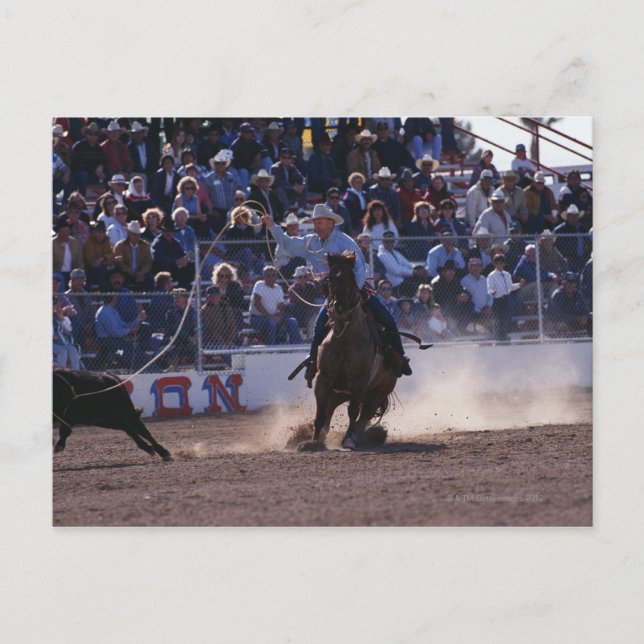 Cowboy Roping Calf at Rodeo Postcard (Front)