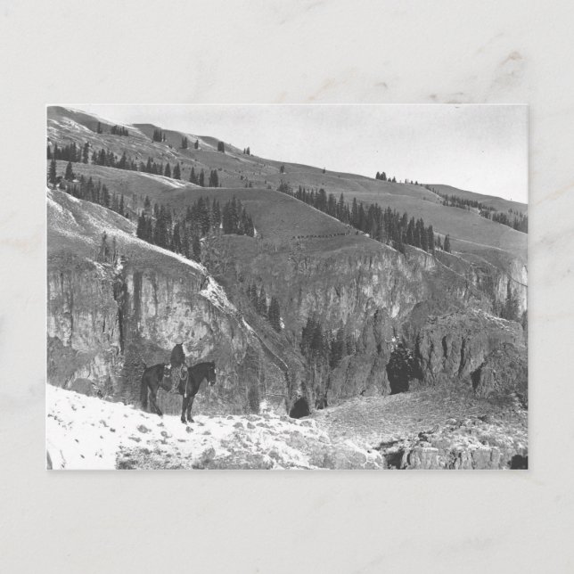 Cowboy separated from his herd. postcard (Front)