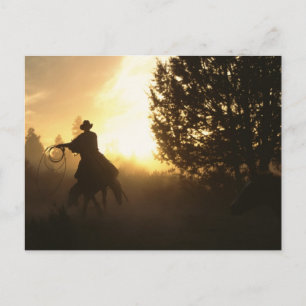 Cowboy with Lasso in Sunset Postcard