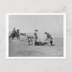 Cowboys Branding a Calf PhotographSouth Dakota Postcard