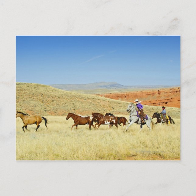 Cowboys herding horses postcard (Front)