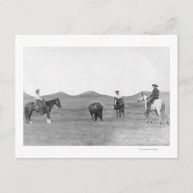 Cowboys on Horses Roping Buffalo Photograph Postcard (Front)