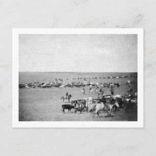 Cowboys with Cattle on the Range Photograph Postcard