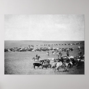 Cowboys with Cattle on the Range Photograph Poster