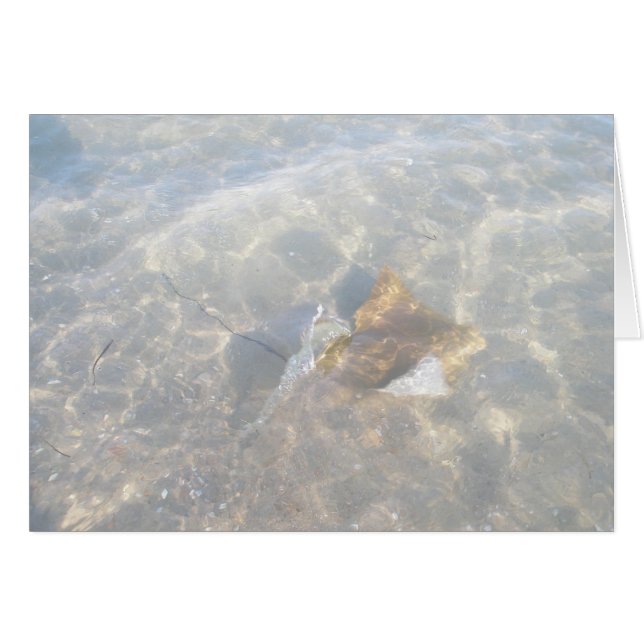 Cownose Stingray OBX Series (Front Horizontal)