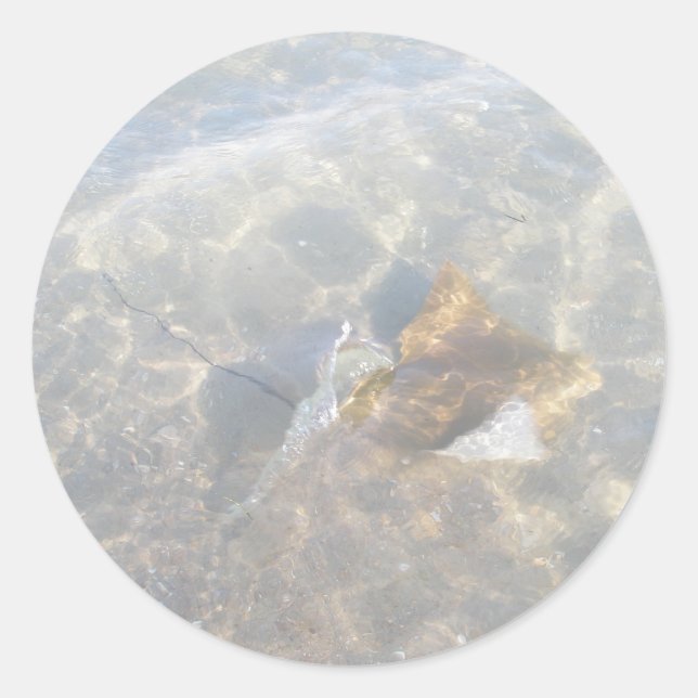 Cownose Stingray OBX Series Classic Round Sticker (Front)