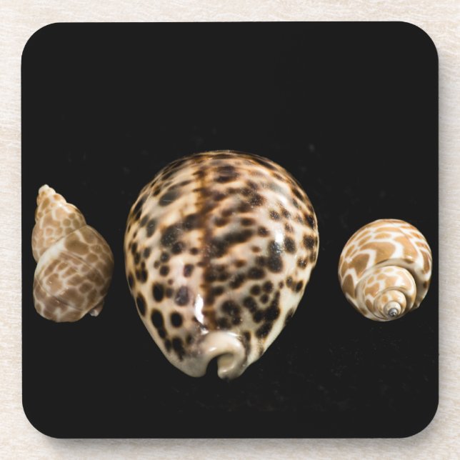 Cowrie Cones 2 Cork Coaster (Front)