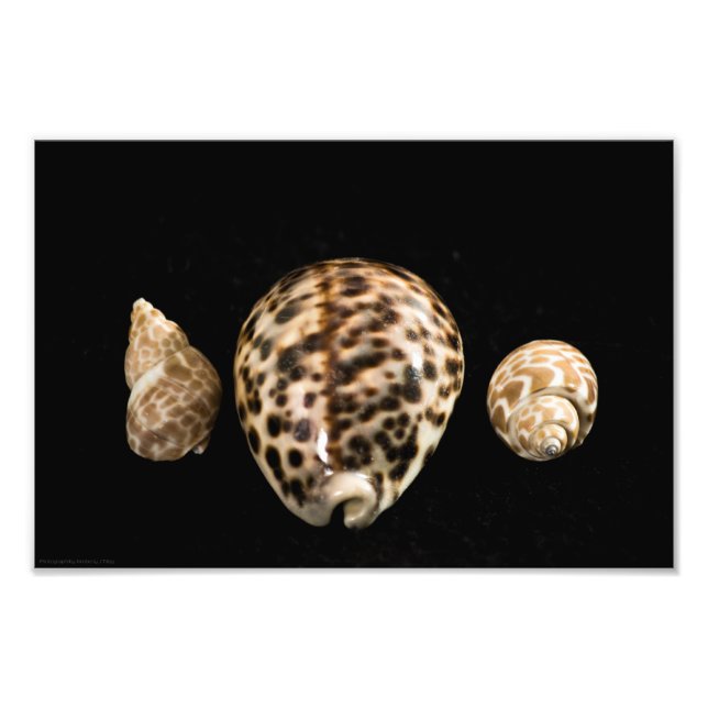 Cowrie Cones 2 Photo Print (Front)