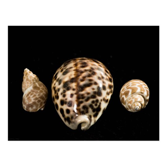 Cowrie Cones 2 Postcard