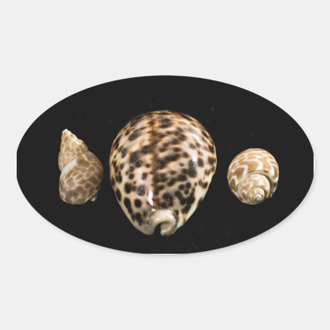Cowrie Cones 2 Sticker (Front)