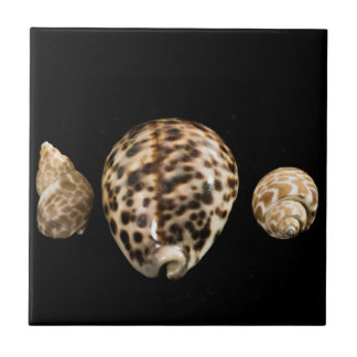 Cowrie Cones 2 Tile