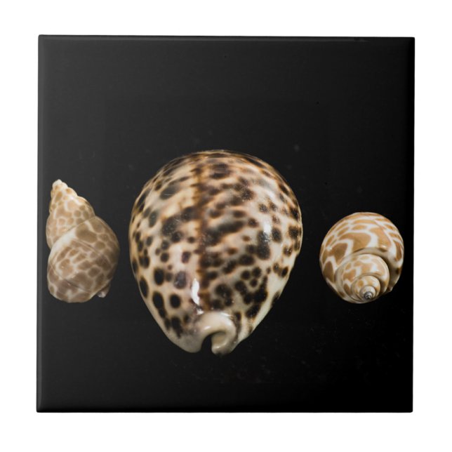 Cowrie Cones 2 Tile (Front)