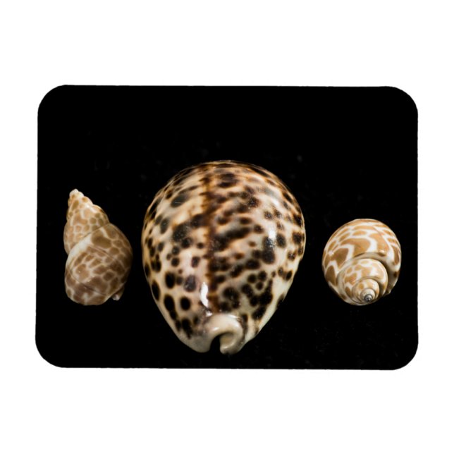 Cowrie Cones 2 Vinyl Magnet (Horizontal)