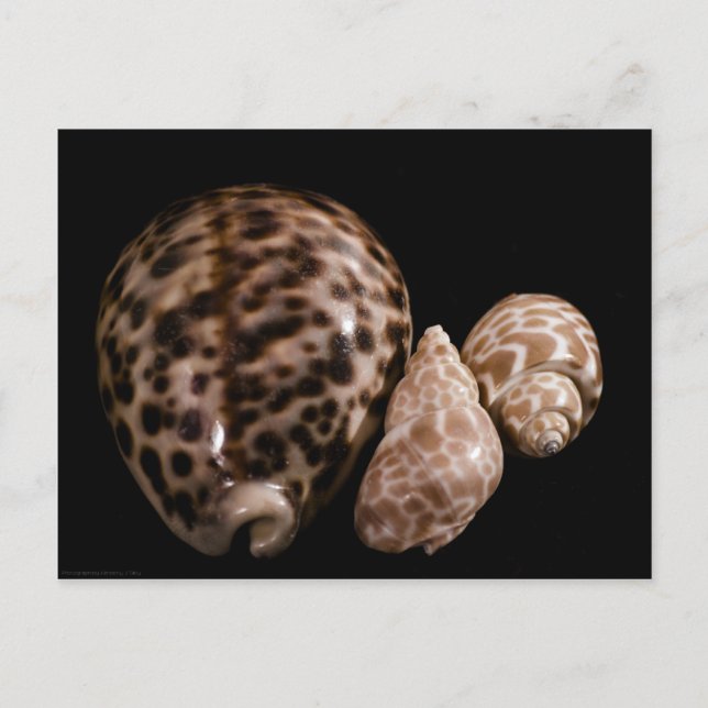 Cowrie Cones Postcard (Front)