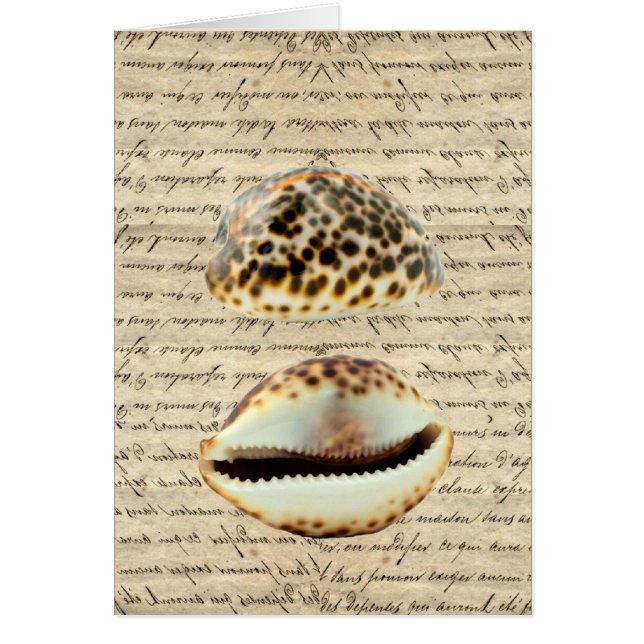 Cowrie shells (Front)