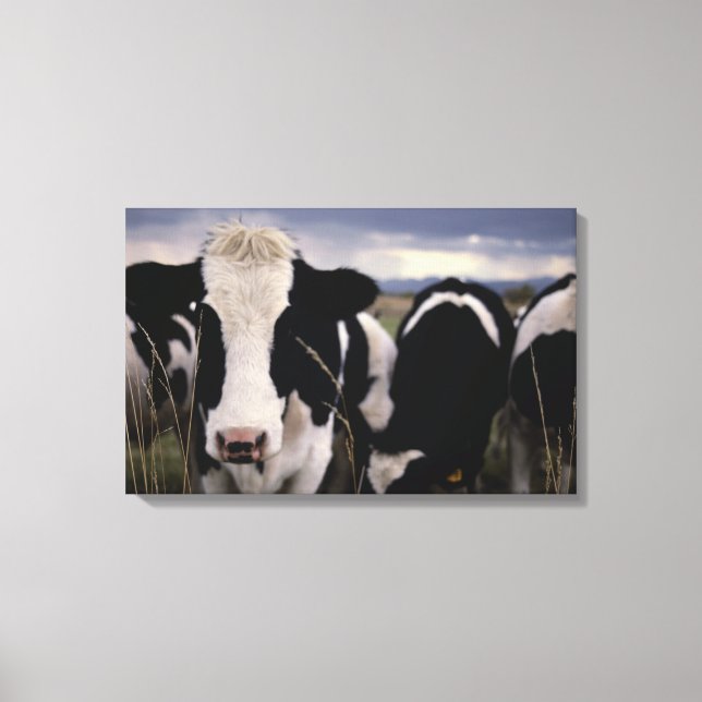 Cows 2 canvas print (Front)