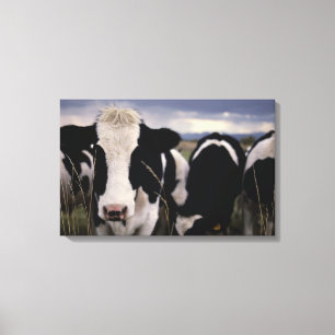 Cows 2 canvas print