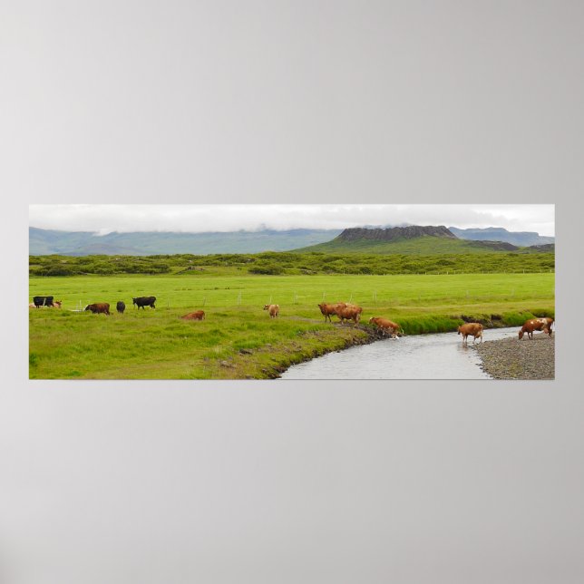 Cows and Eldborg Crater Iceland Poster (Front)