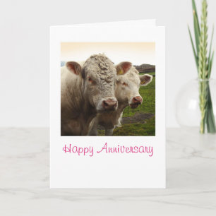 Cows Anniversary Card