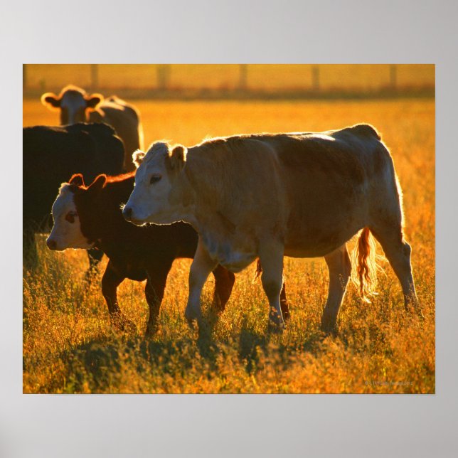 Cows at pasture 2 poster (Front)