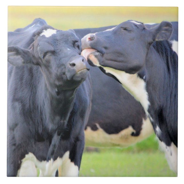 Cows best friends kisses Tile (Front)