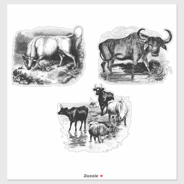 Cows Bull Water Buffalo Vintage Animal art (Sheet)