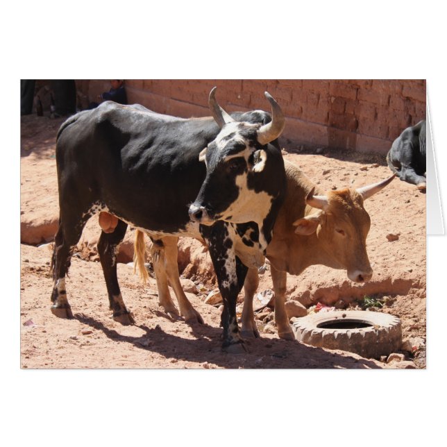 Cows Bulls with Horns Greeting Card (Front Horizontal)