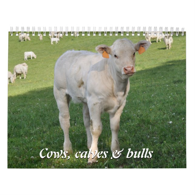 Cows, calves & bulls 2016 calendar (Cover)