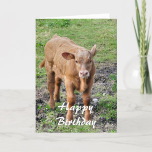 COWS CARD