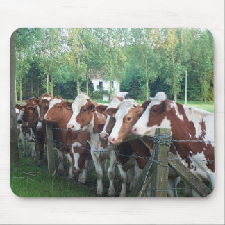 Cows Curious Mouse Mat