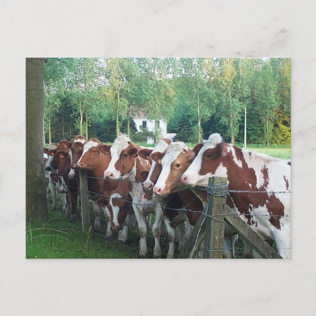 Cows Curious Postcard (Front)