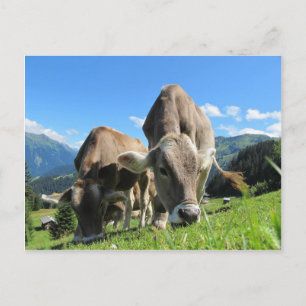 Cows eating grass postcard