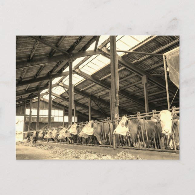 Cows eating hay in stanchions postcard (Front)