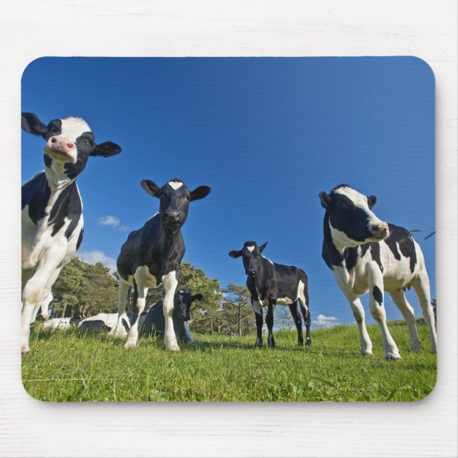 Cows feeding on pasture mouse mat (Front)