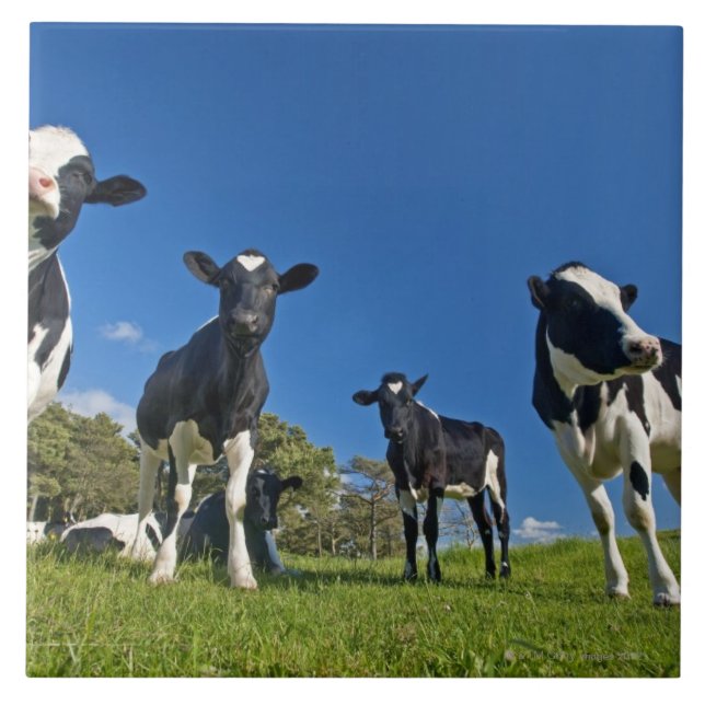 Cows feeding on pasture tile (Front)
