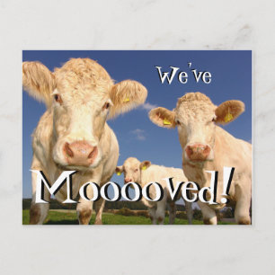 Cows funny We've Moved New Address Postcard