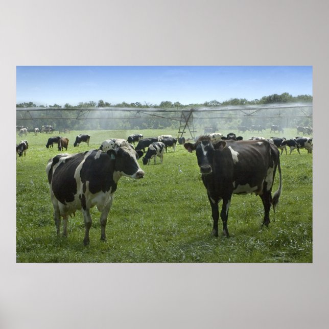 Cows Get A Shower Print (Front)