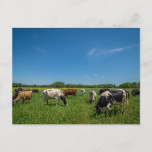 Cows grazing at Nice Farms Creamery Postcard