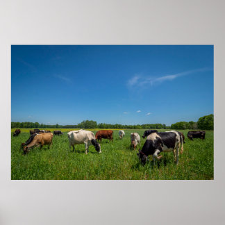 Cows grazing at Nice Farms Creamery Poster