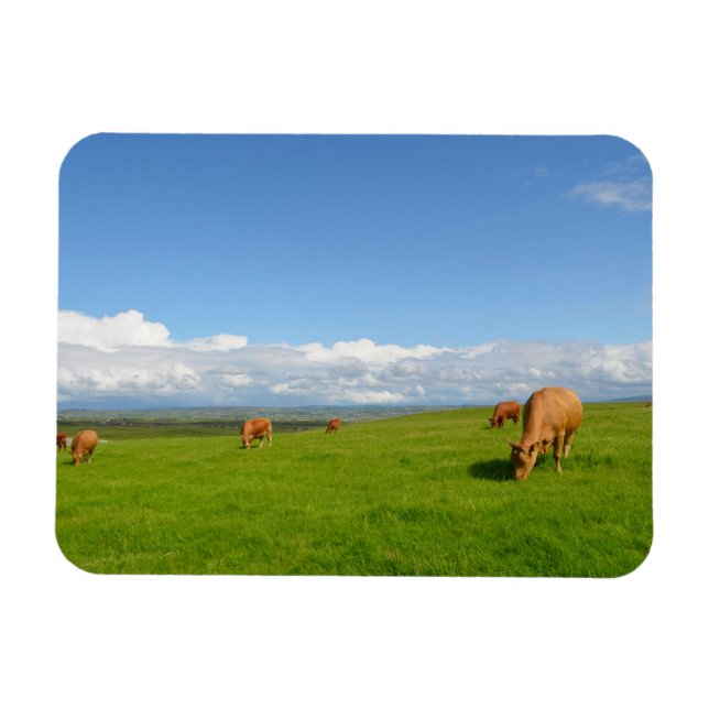 Cows grazing in a meadow, Ireland rectangle magnet (Horizontal)