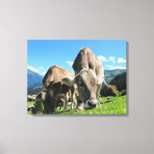 Cows Grazing in Austria Canvas Print