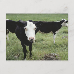 Cows grazing in meadow, Nova Scotia, Canada Postcard