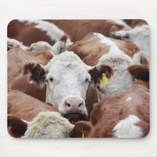 Cows in a corral mouse mat (Front)