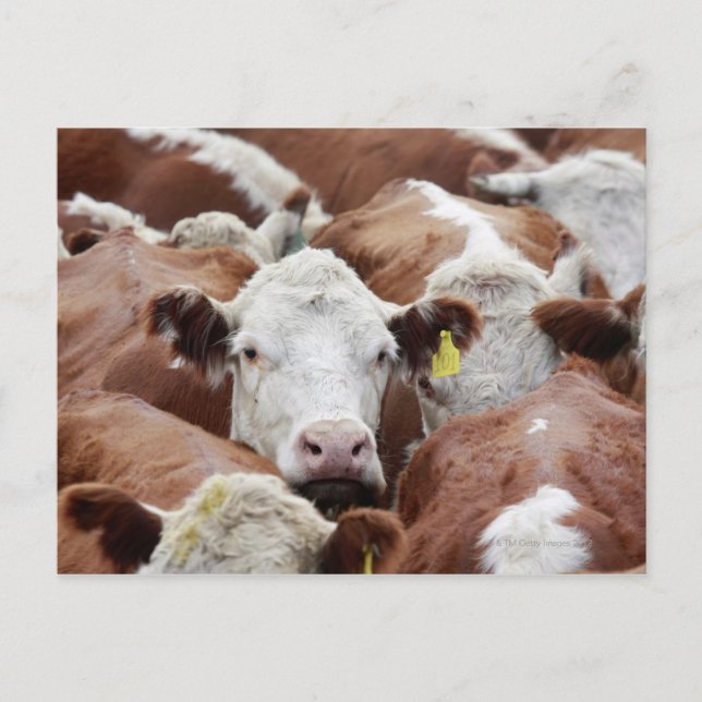 Cows in a corral postcard (Front)