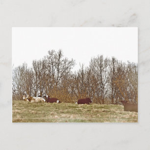 Cows in a Field Postcard