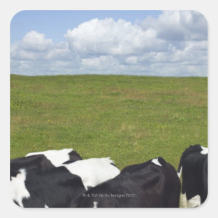 Cows in a pasture square sticker