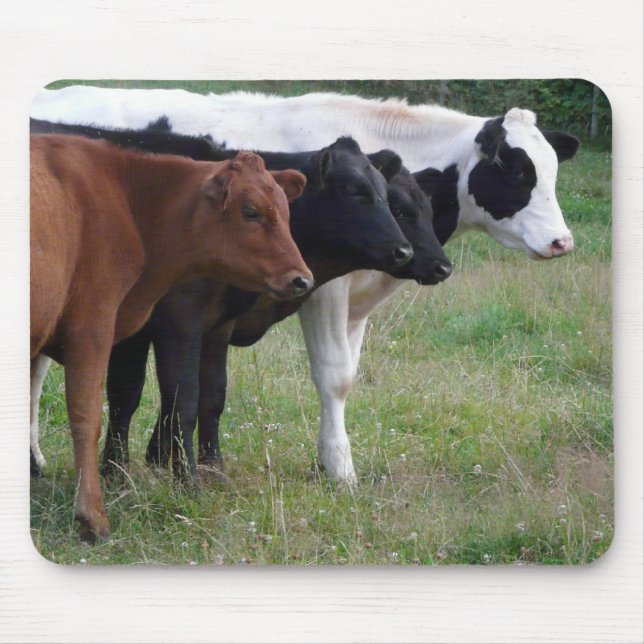 Cows in a Row Mouse Mat (Front)