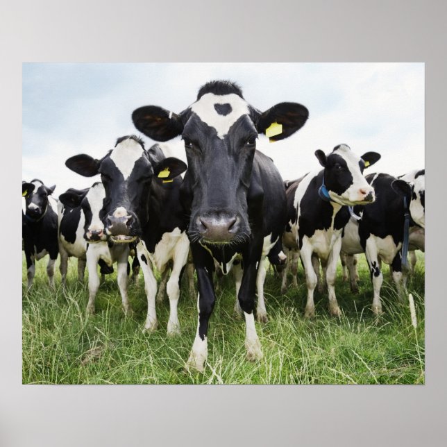 Cows In a Row Poster (Front)
