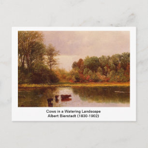 Cows in a Watering Landscape by Albert B. Postcard